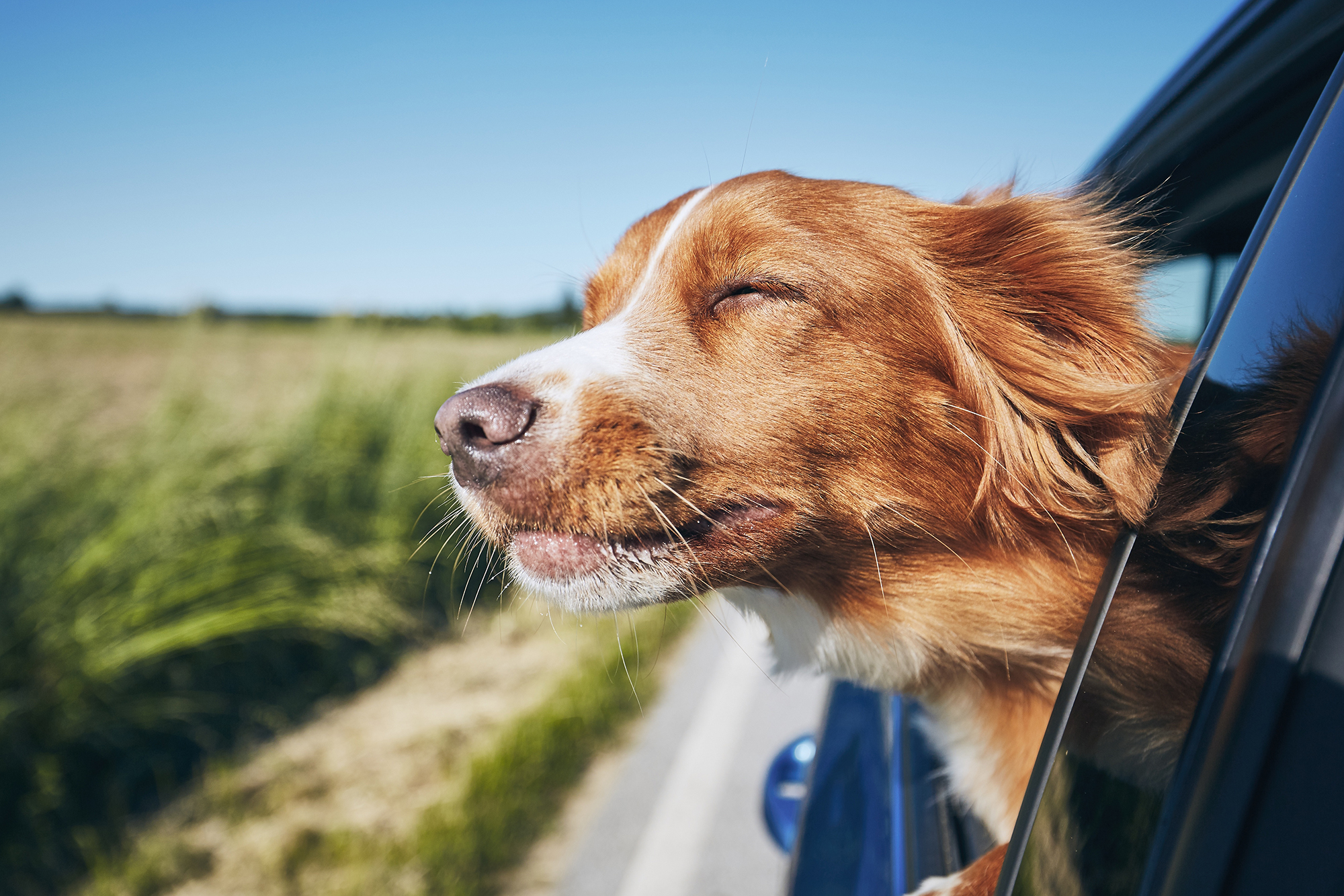 red sleek dog travelling by car with head out of the window looking ecstatic
